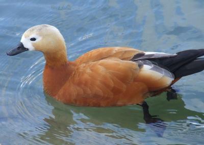 Прикрепленное изображение: 005f.jpg